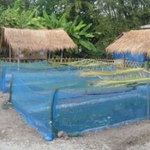 การเลี้ยงปลาน้ำจืด